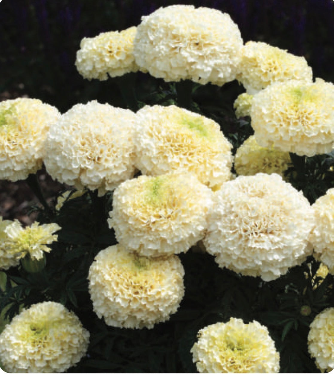 Marigold WhiteGold Max F1 close-up bloom creamy-white double flower Our Mountain Garden