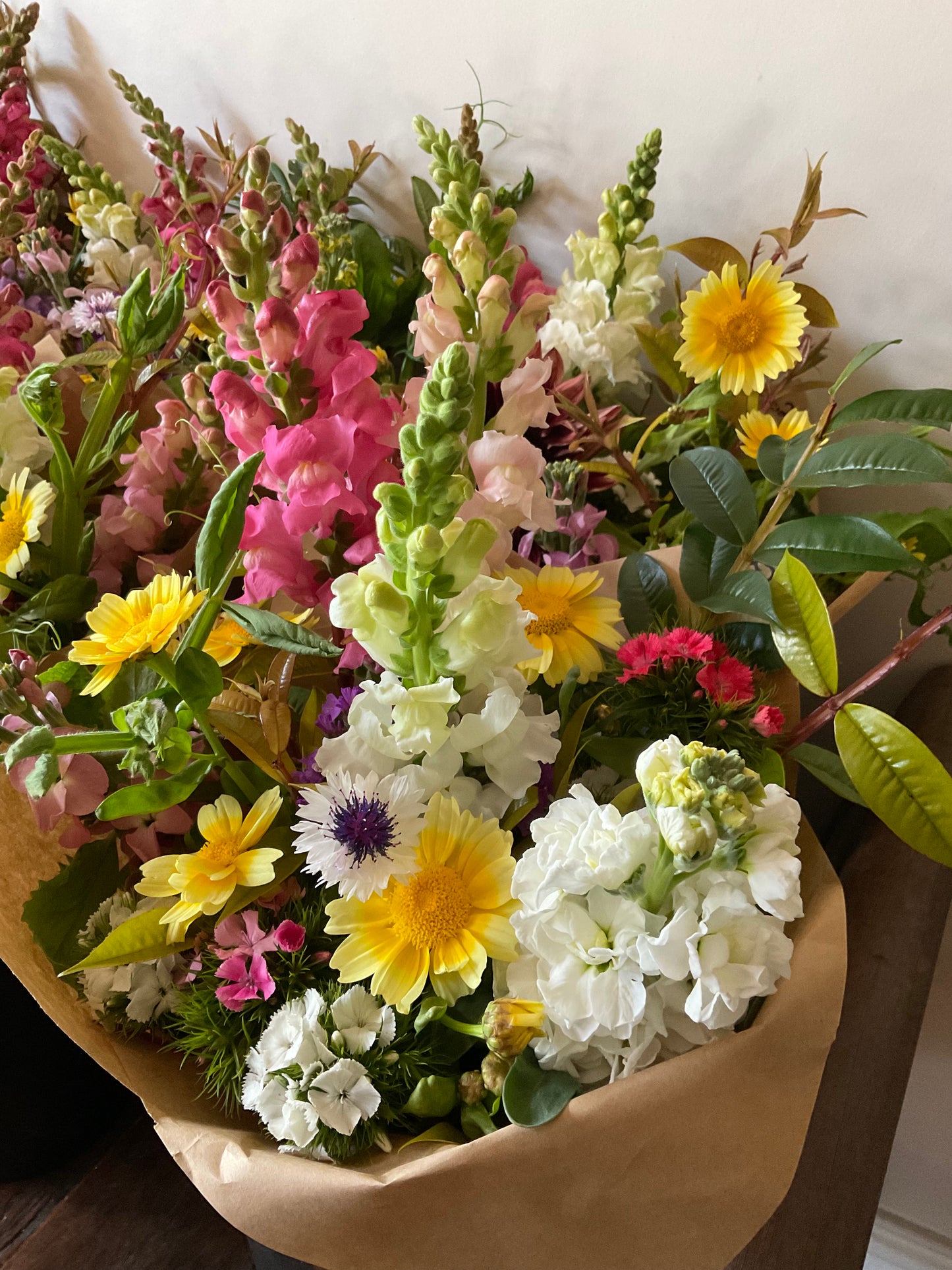 Edible Garland – Large Leaf Chrysanthemum - (150x seeds)