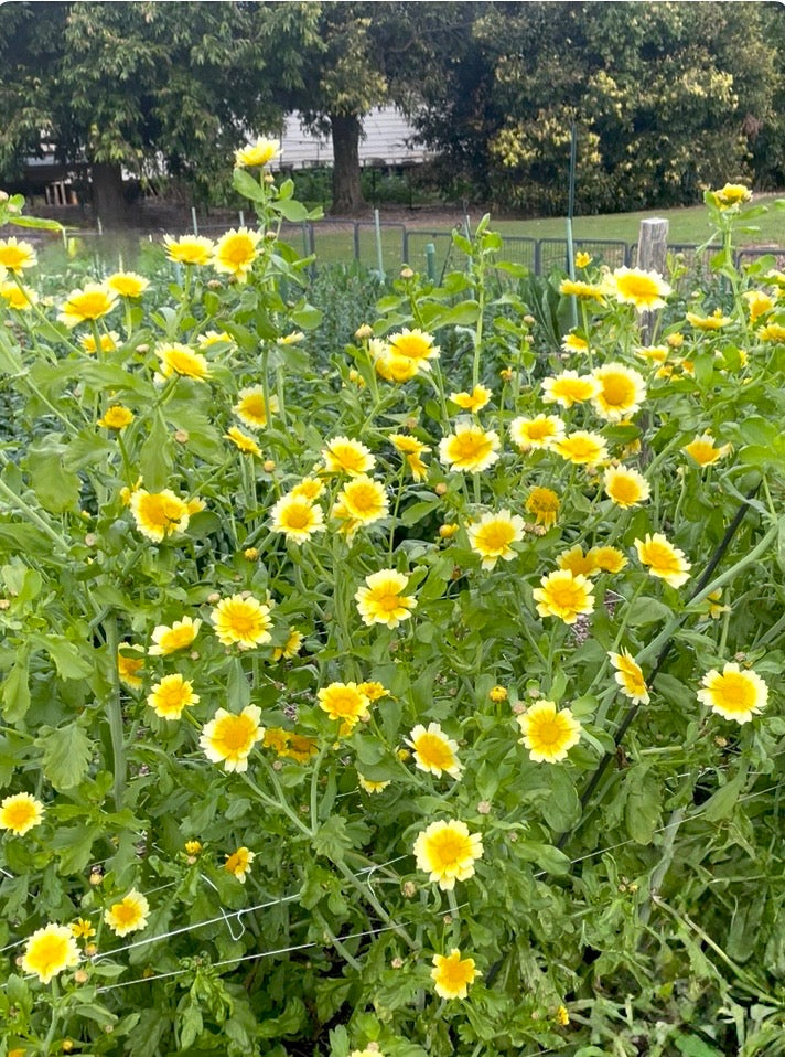 Edible Garland – Large Leaf Chrysanthemum - (150x seeds)