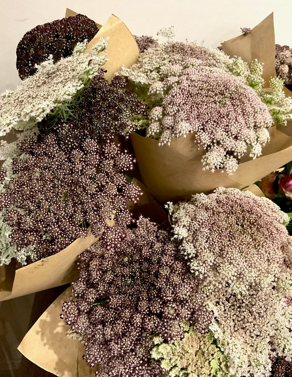 Chocolate Lace (Queen Anne’s Lace) - (150 seeds)