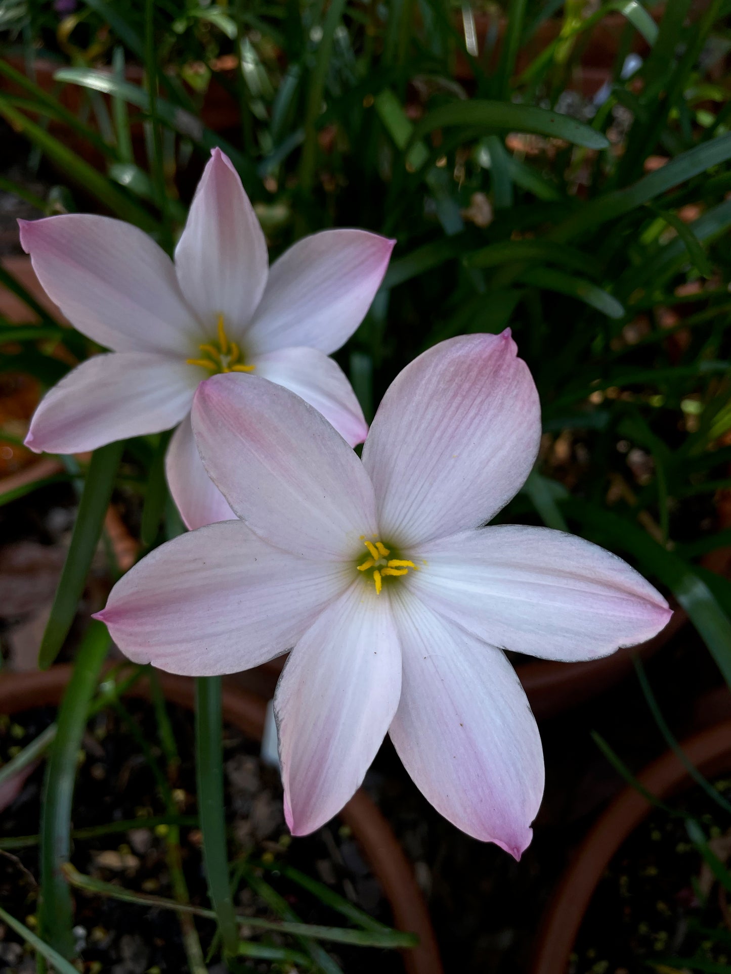 Zephyranthes ‘El Cielo’ × ‘Big Dude’ - (3x Bulbs)