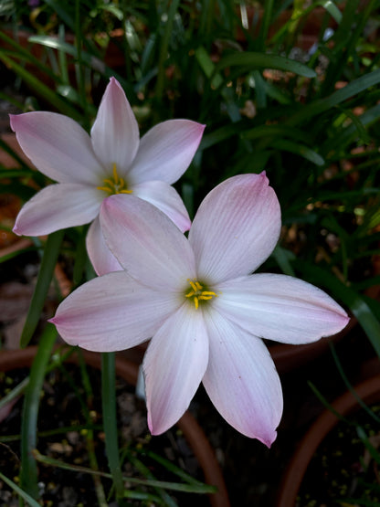 Zephyranthes ‘El Cielo’ × ‘Big Dude’ - (3x Bulbs)