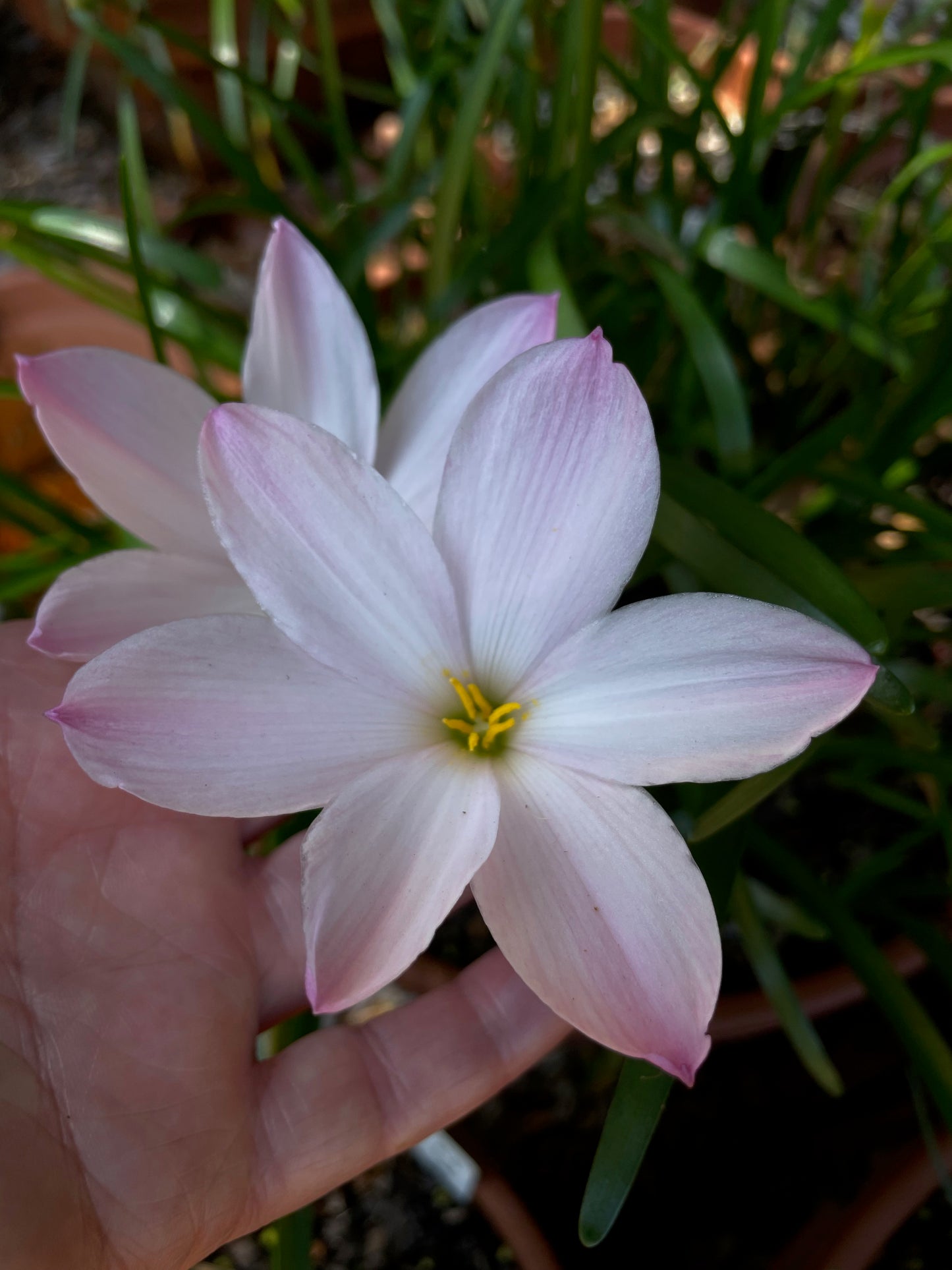 Zephyranthes ‘El Cielo’ × ‘Big Dude’ - (3x Bulbs)