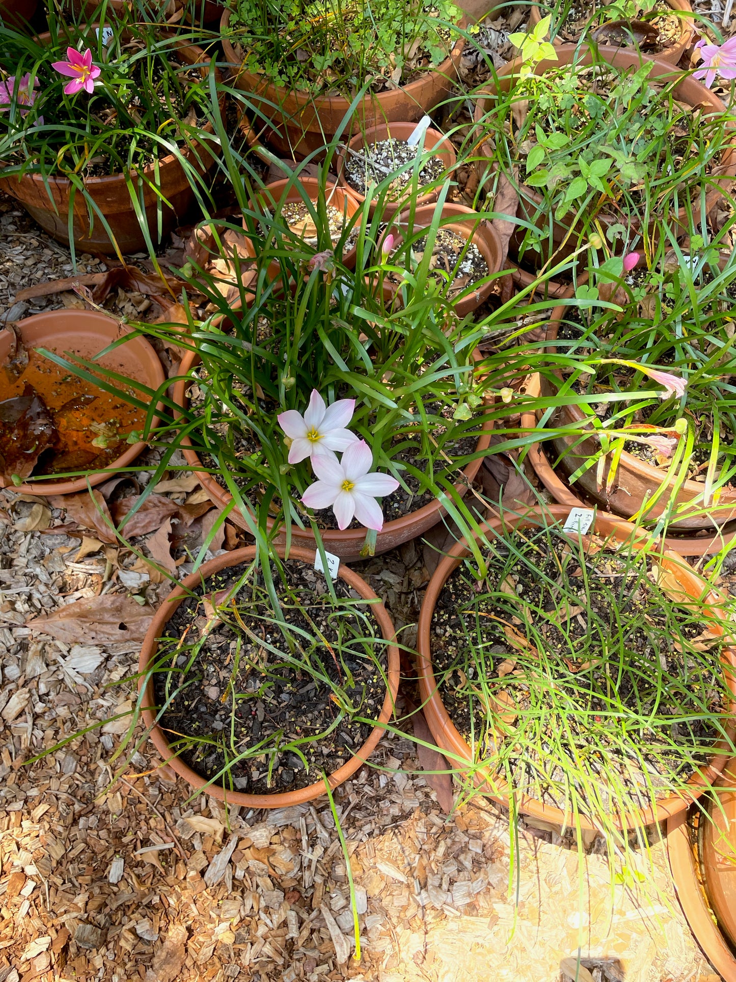 Zephyranthes ‘El Cielo’ × ‘Big Dude’ - (3x Bulbs)