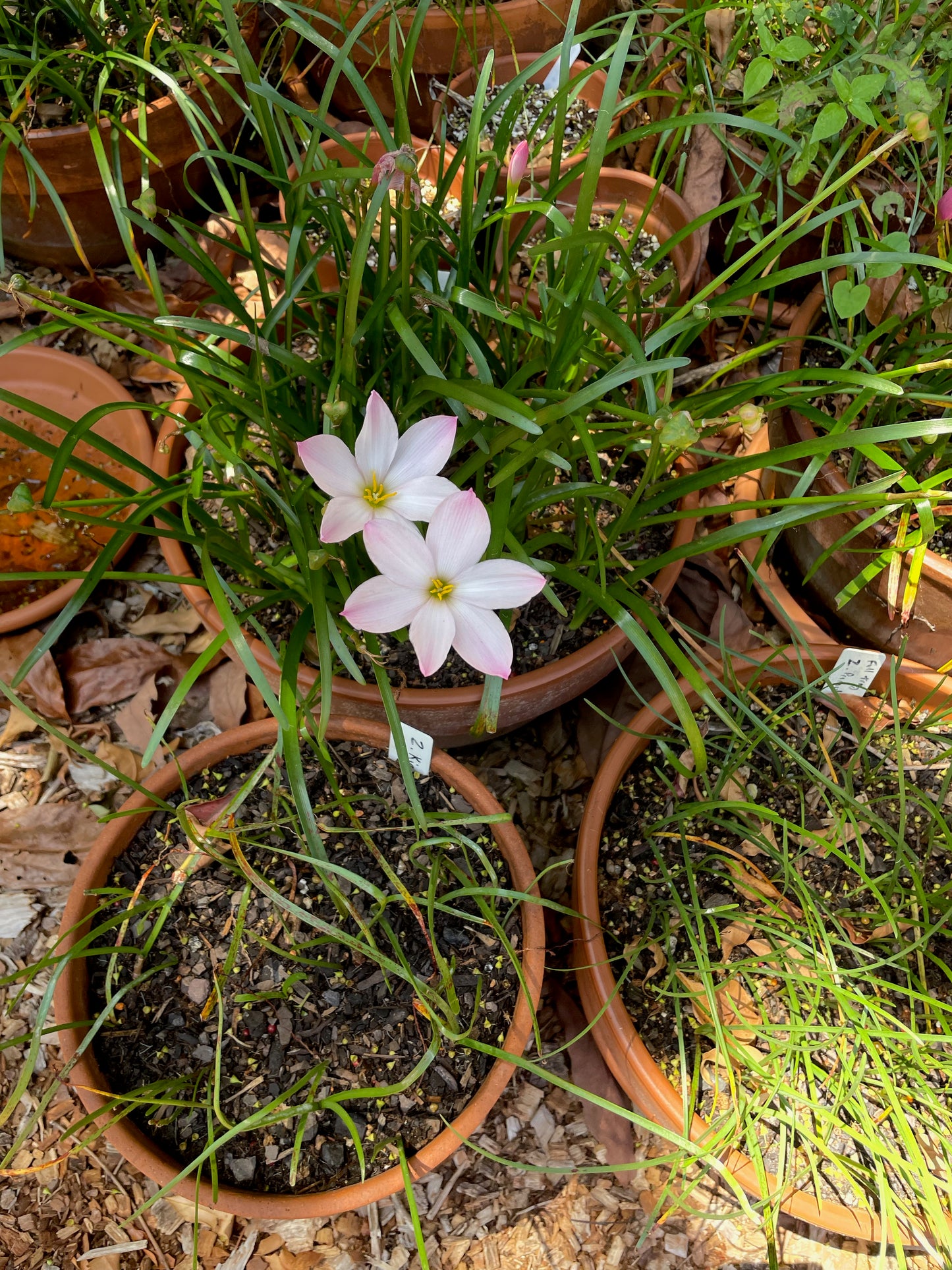 Zephyranthes ‘El Cielo’ × ‘Big Dude’ - (3x Bulbs)