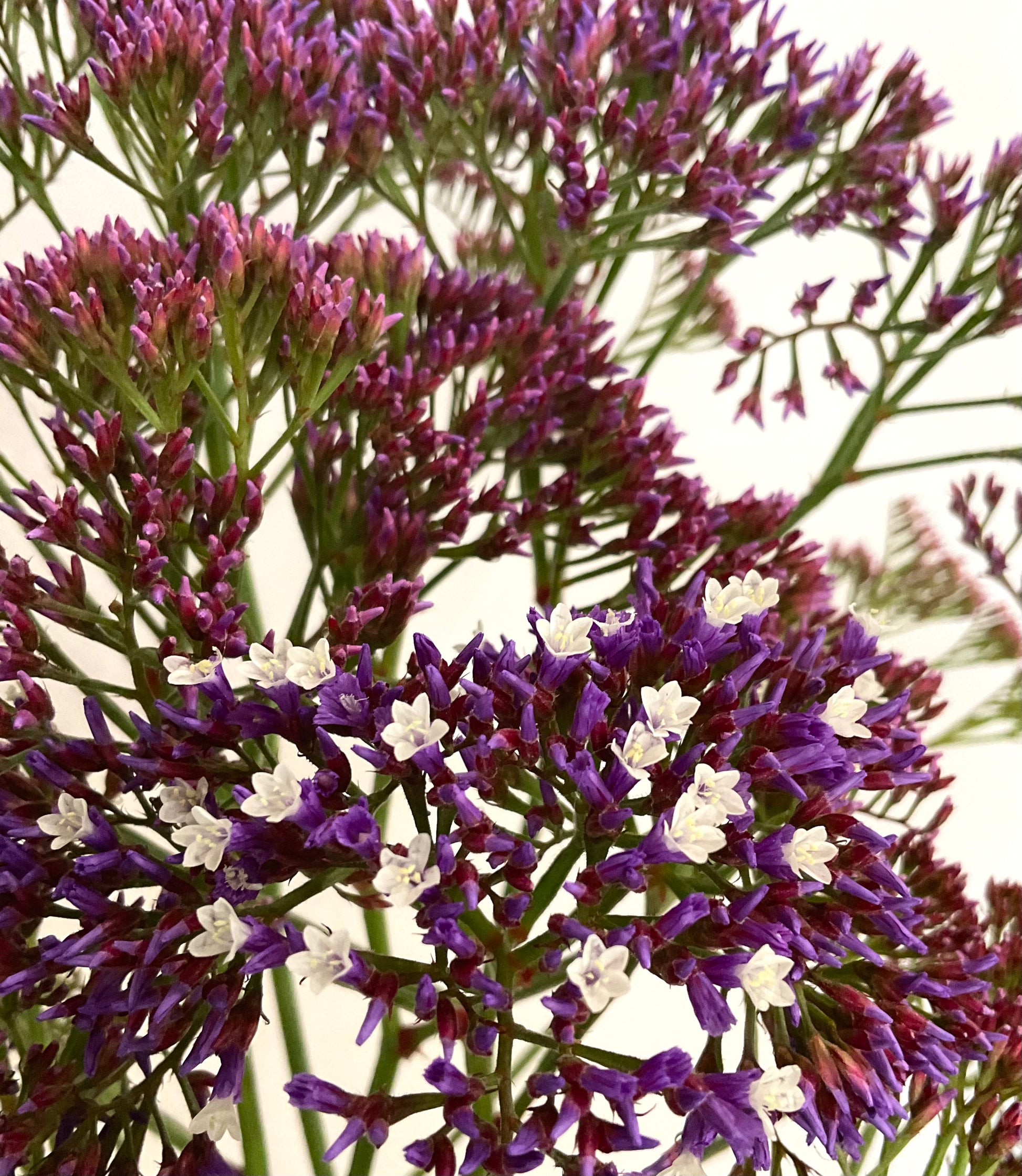 Statice Atlantis close-up bloom Our Mountain Garden