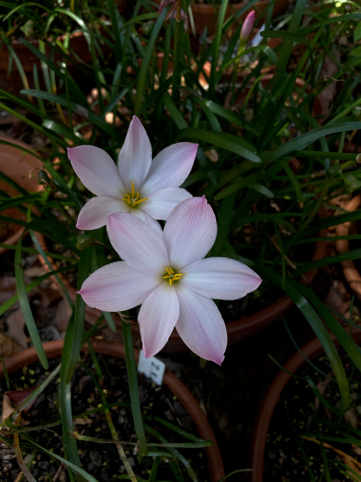 Zephyranthes ‘El Cielo’ × ‘Big Dude’ - (3x Bulbs)