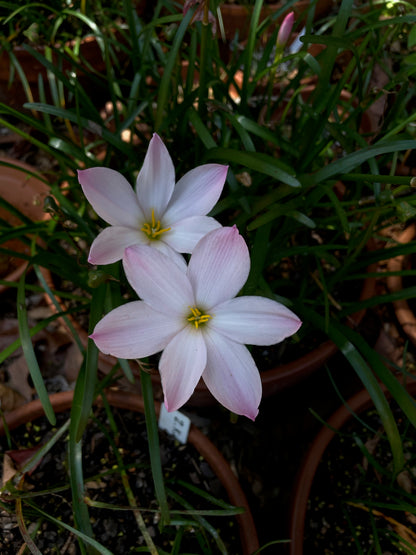 Zephyranthes ‘El Cielo’ × ‘Big Dude’ - (3x Bulbs)