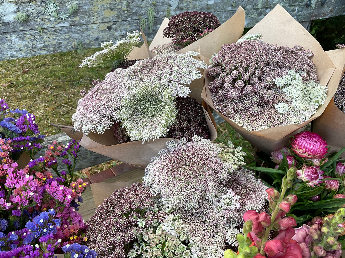 Chocolate Lace (Queen Anne’s Lace) - (150 seeds)