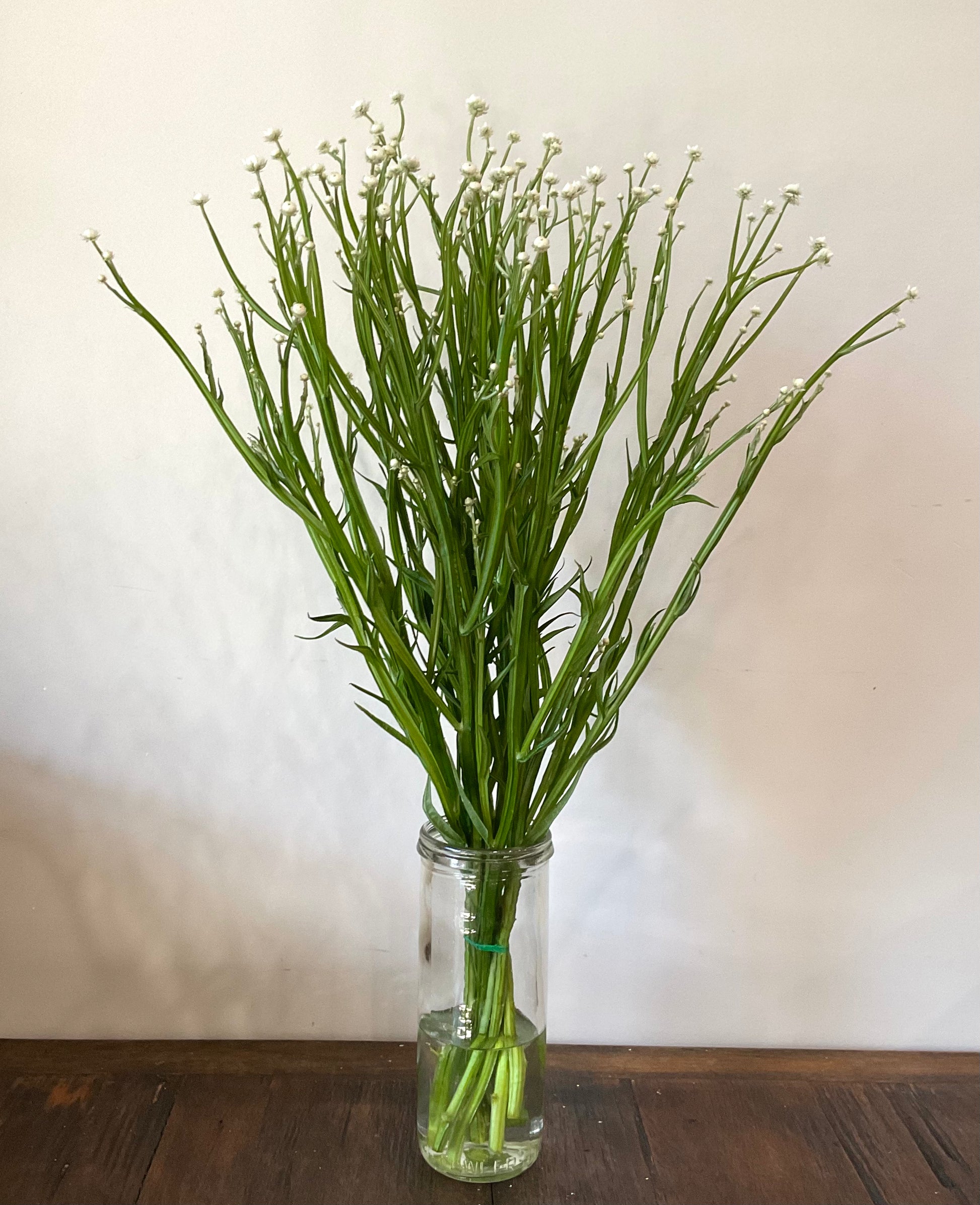 Winged Everlasting single variety vase arrangement Our Mountain Garden Tamborine Mountain