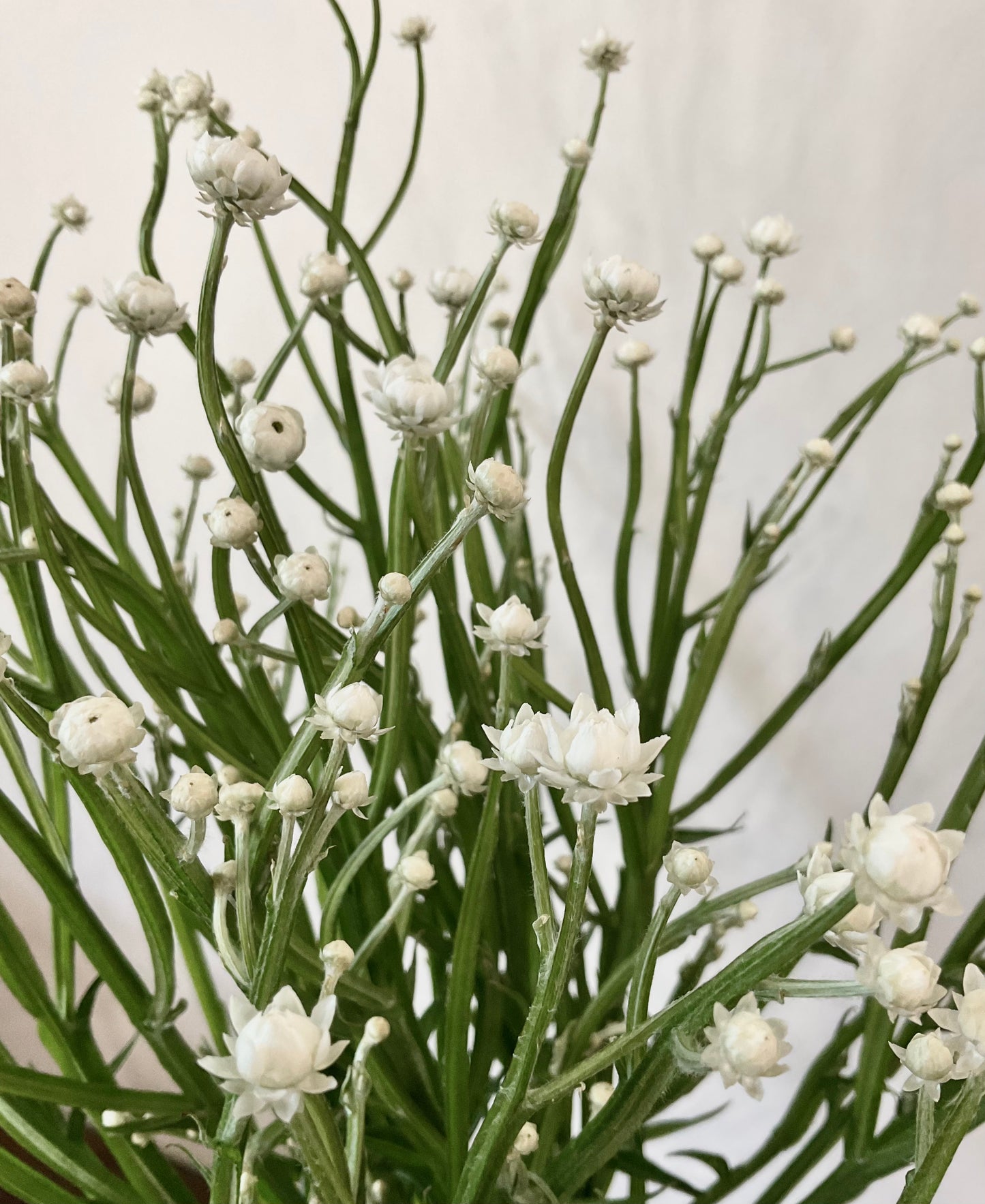 Winged Everlasting (Ammobium alatum) - (50x Seeds)
