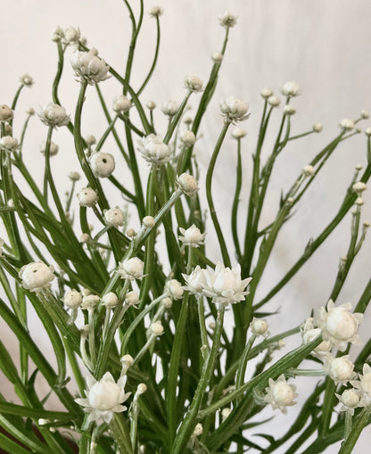 Winged Everlasting (Ammobium alatum) - (50x Seeds)