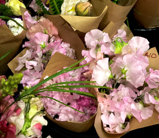 Sweet Pea – Spring Sunshine Blush - (12x Seeds)