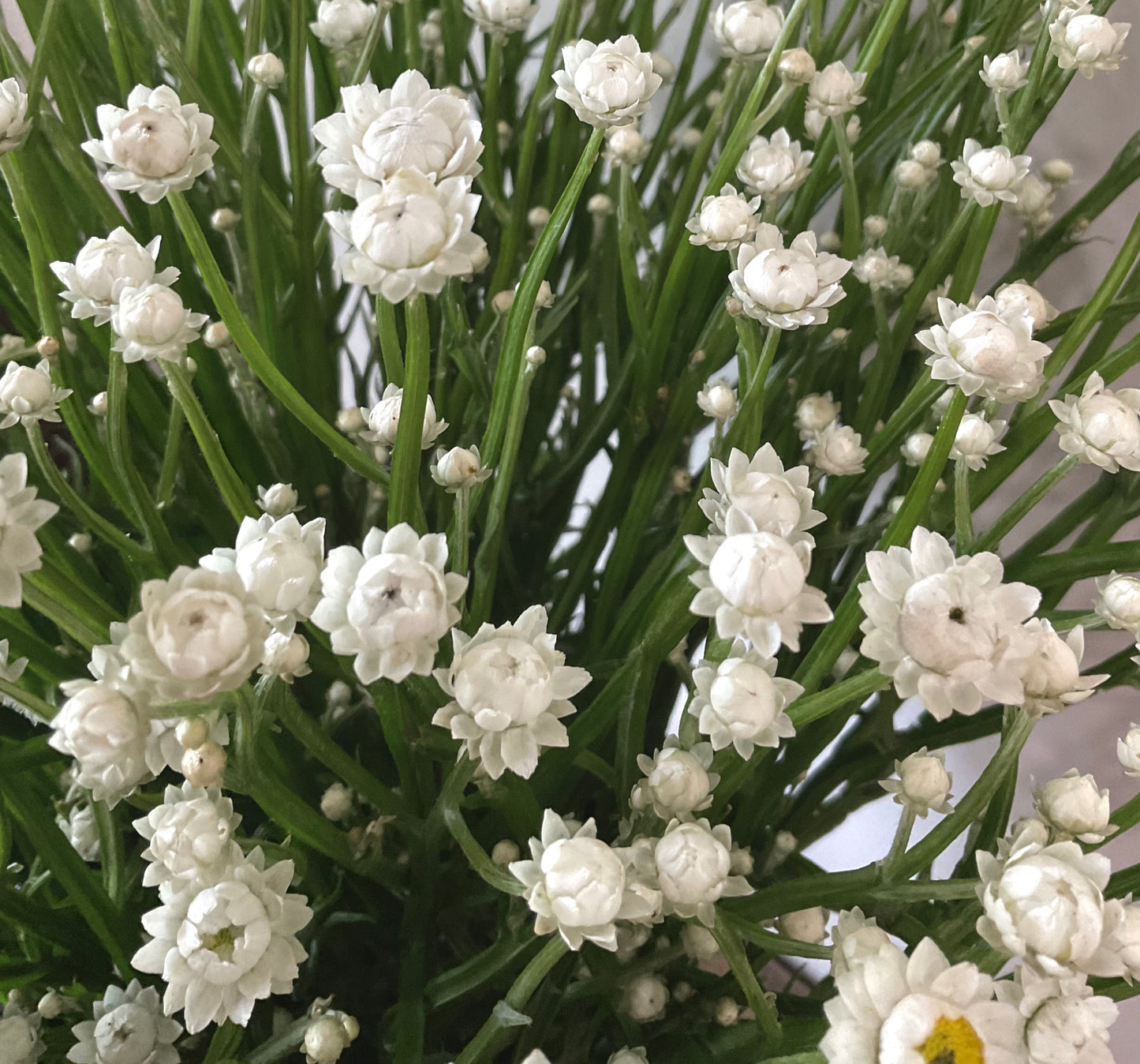 Winged Everlasting (Ammobium alatum) - (50x Seeds)