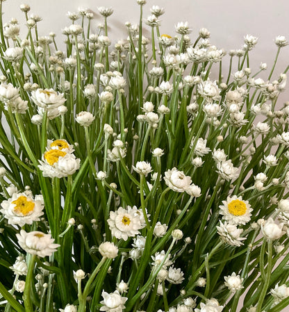 Winged Everlasting (Ammonium alarm) close-up bloom white papery petals golden centre Our Mountain Garden, Australia