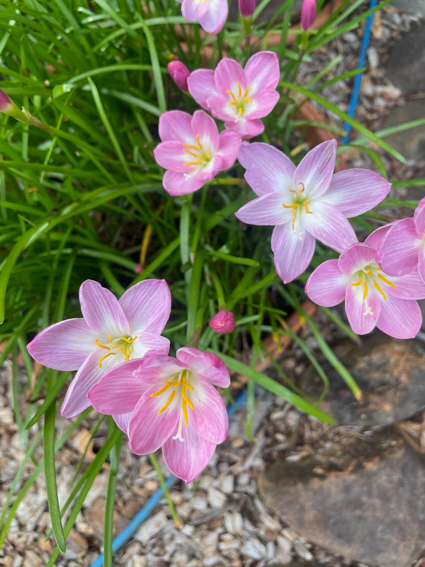 Zephyranthes 'Zodiac Surprise' - (3x Bulbs)