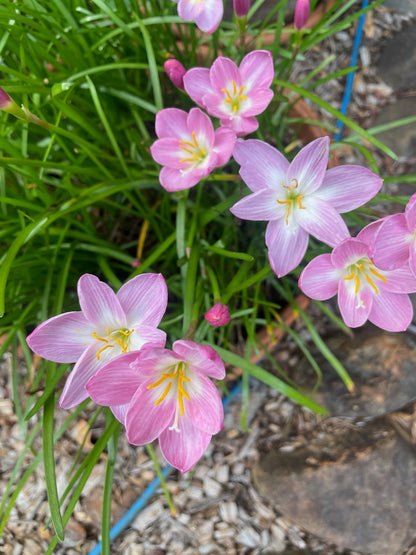 Zephyranthes 'Zodiac Surprise' - (3x Bulbs)