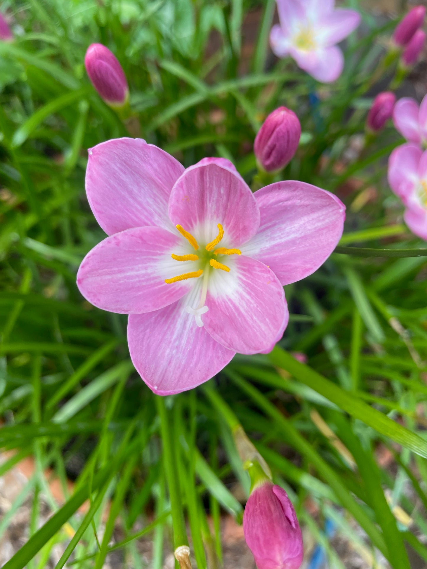 Zephyranthes 'Zodiac Surprise' - (3x Bulbs)