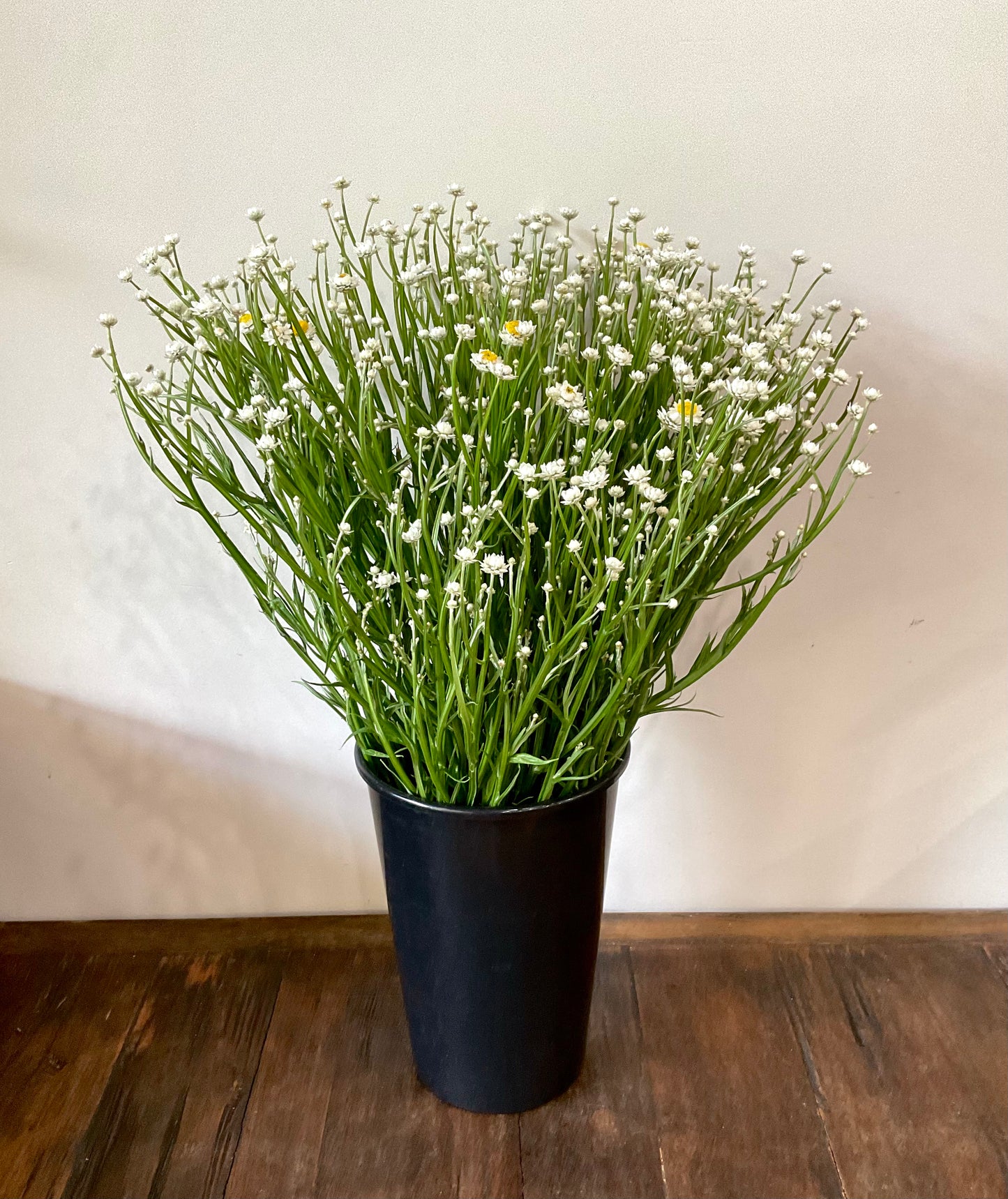Winged Everlasting (Ammobium alatum) - (50x Seeds)