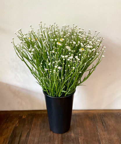 Winged Everlasting (Ammobium alatum) - (50x Seeds)