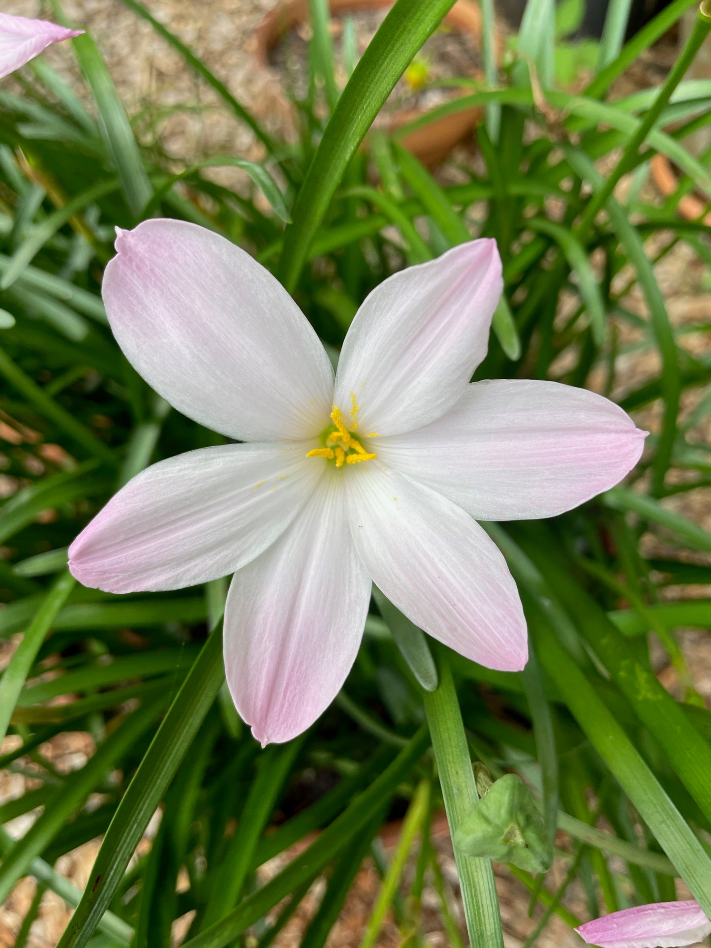 Zephyranthes ‘El Cielo’ × ‘Big Dude’ - (3x Bulbs)