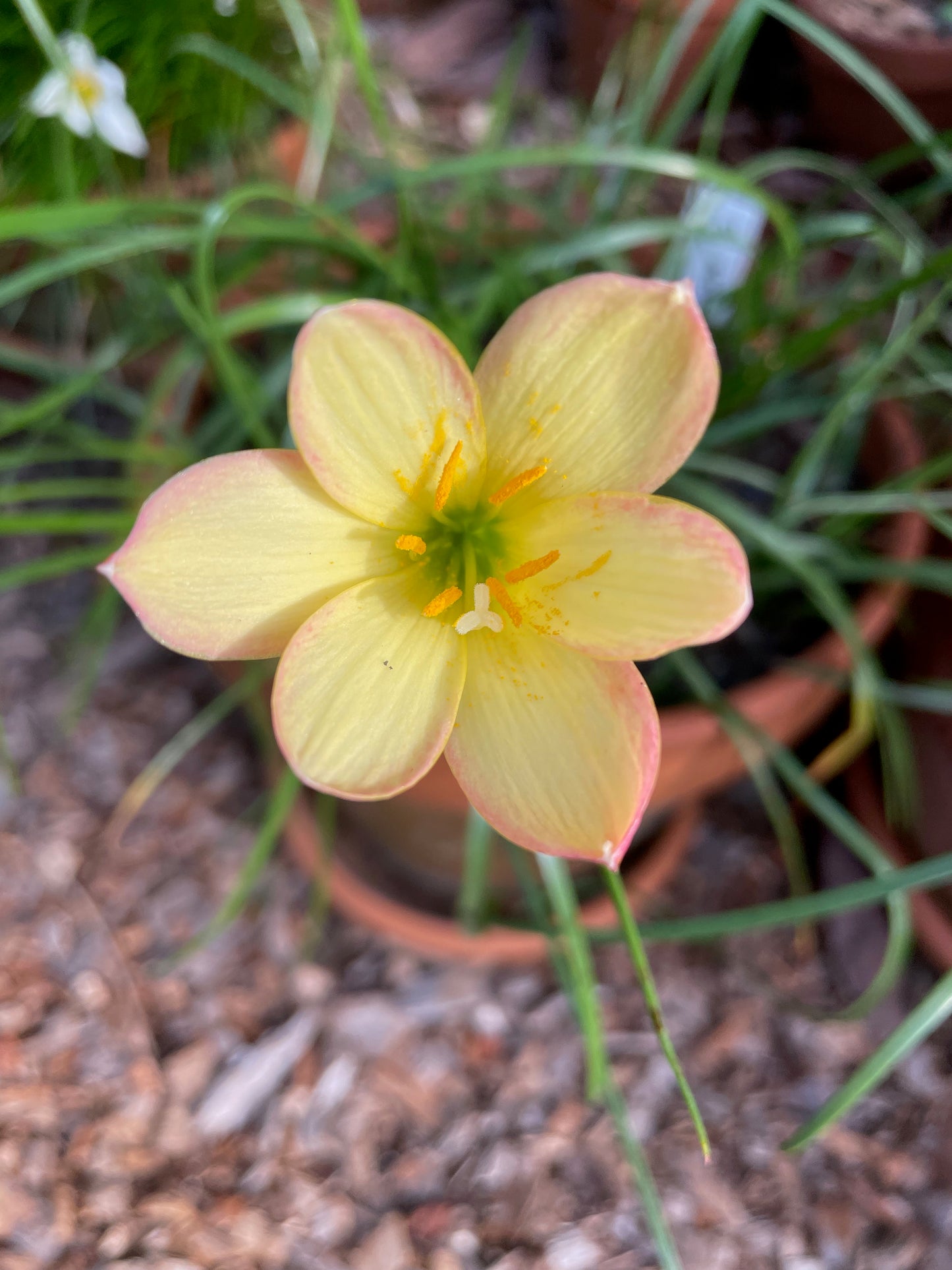 Zephyranthes 'Kings Ransom' — Yellow Picotee Rain Lily (1x Bulb)