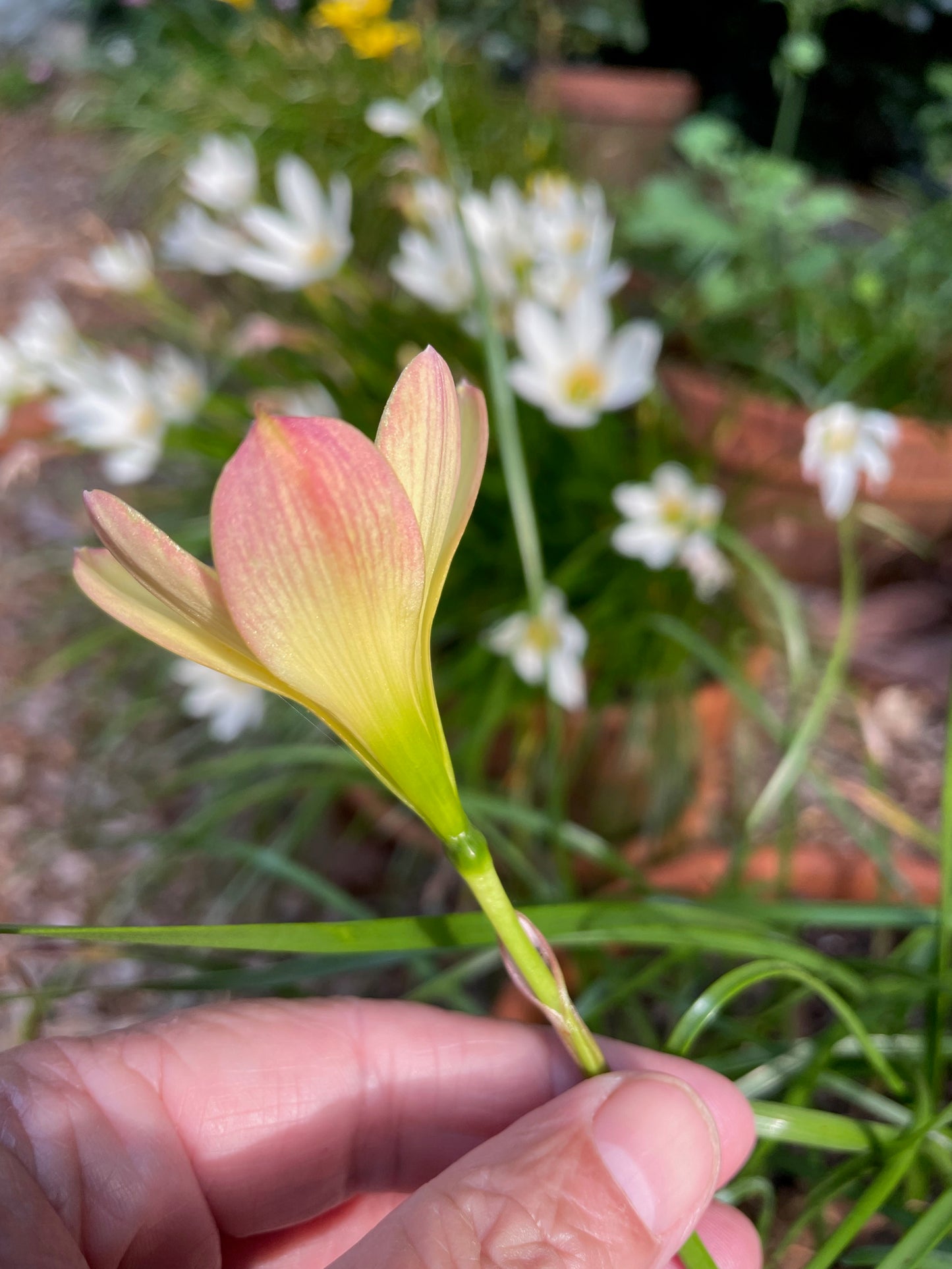 Zephyranthes 'Kings Ransom' — Yellow Picotee Rain Lily (1x Bulb)