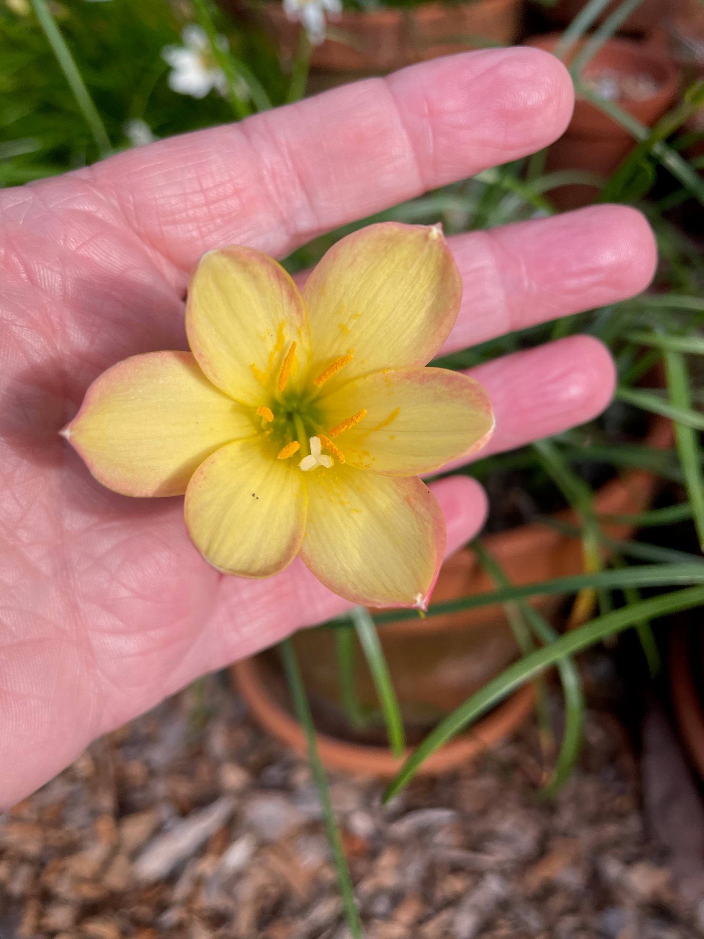 Zephyranthes 'Kings Ransom' — Yellow Picotee Rain Lily (1x Bulb)