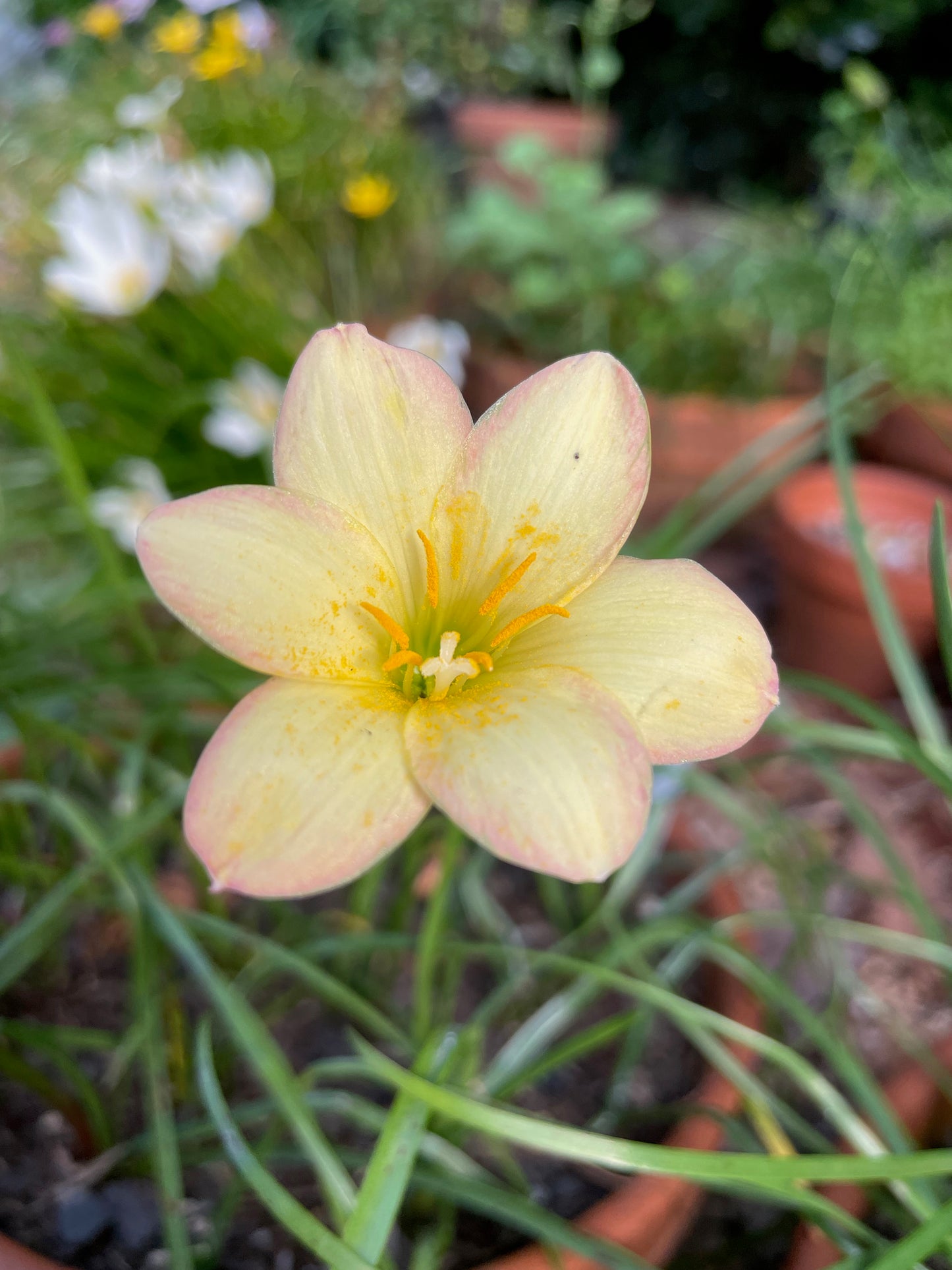 Zephyranthes 'Kings Ransom' — Yellow Picotee Rain Lily (1x Bulb)
