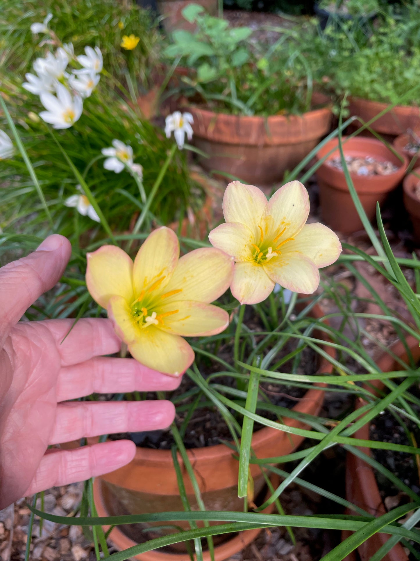 Zephyranthes 'Kings Ransom' — Yellow Picotee Rain Lily (1x Bulb)