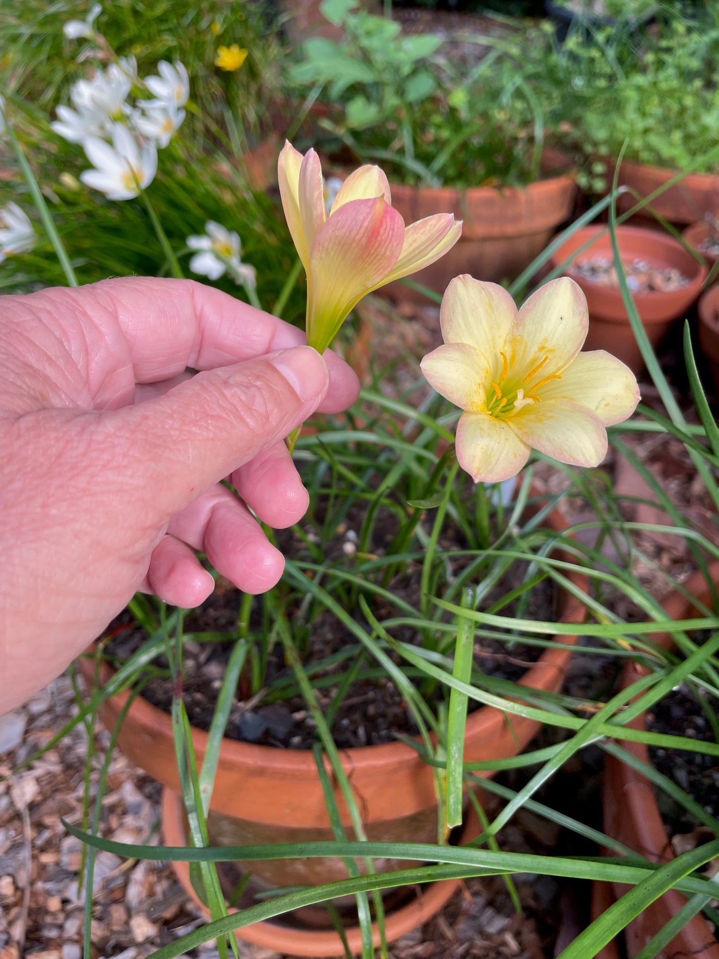 Zephyranthes 'Kings Ransom' — Yellow Picotee Rain Lily (1x Bulb)
