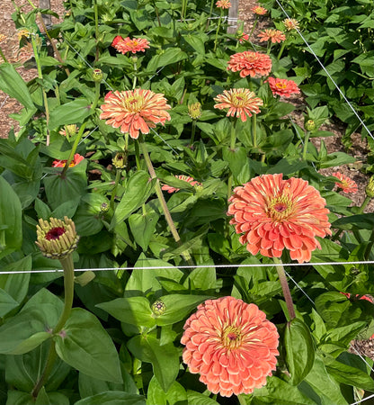 Zinnia Benary's Giant Salmon Rose branching plant in flower cut flower garden Tamborine Mountain