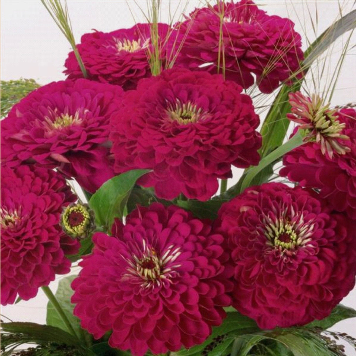 Benary's Giant Wine zinnia close-up bloom rich purple wine flower Our Mountain Garden