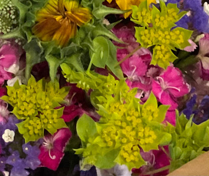 Bupleurum lime-green filler flower closeup in bouquet 