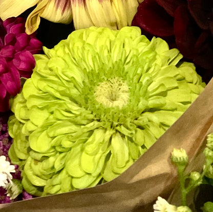 Zinnia Benary's Giant Lime green bloom close up, Our Mountain Garden, QLD, Australia
