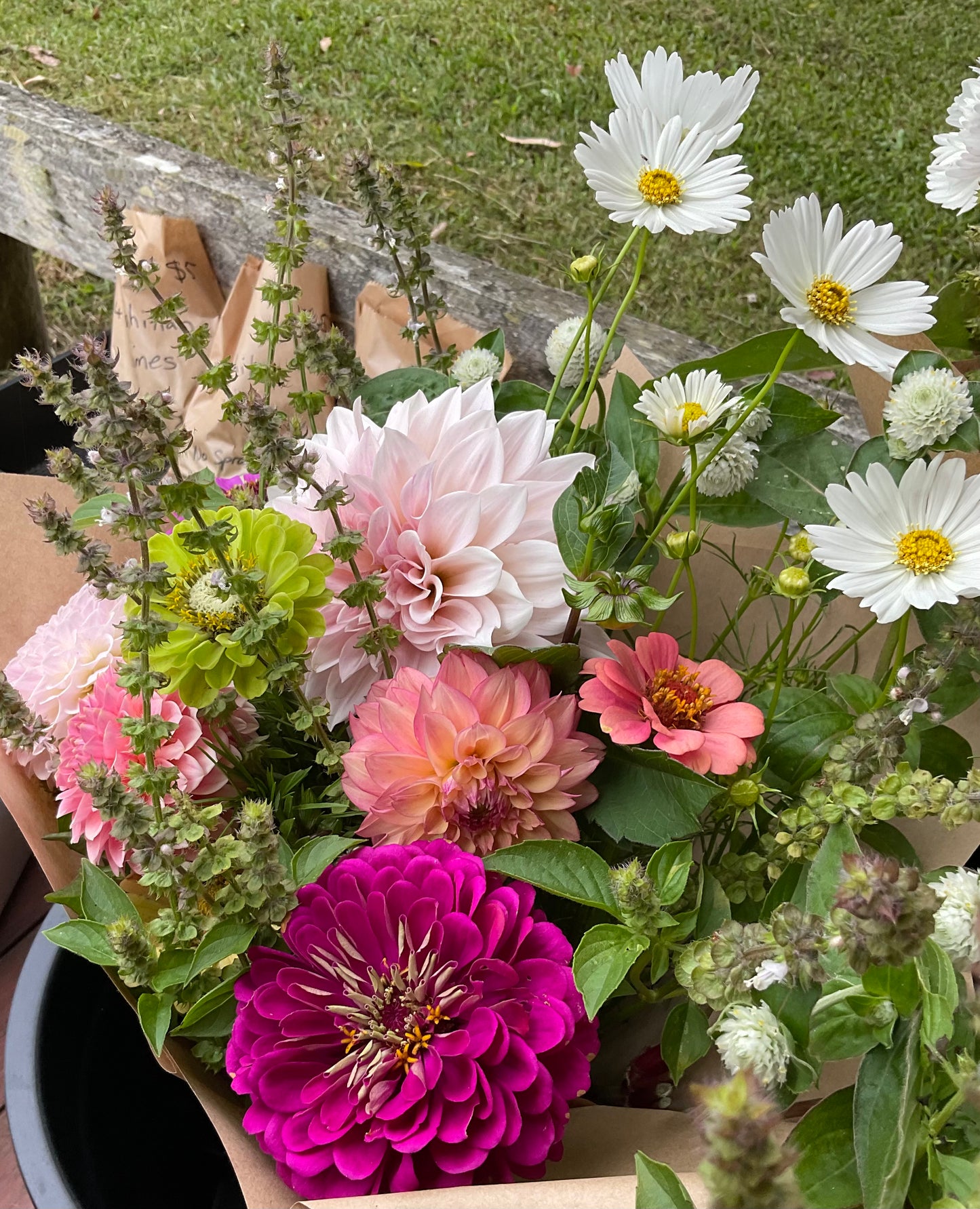 Zinnia - Benary's Giant Wine - (30x Seeds)