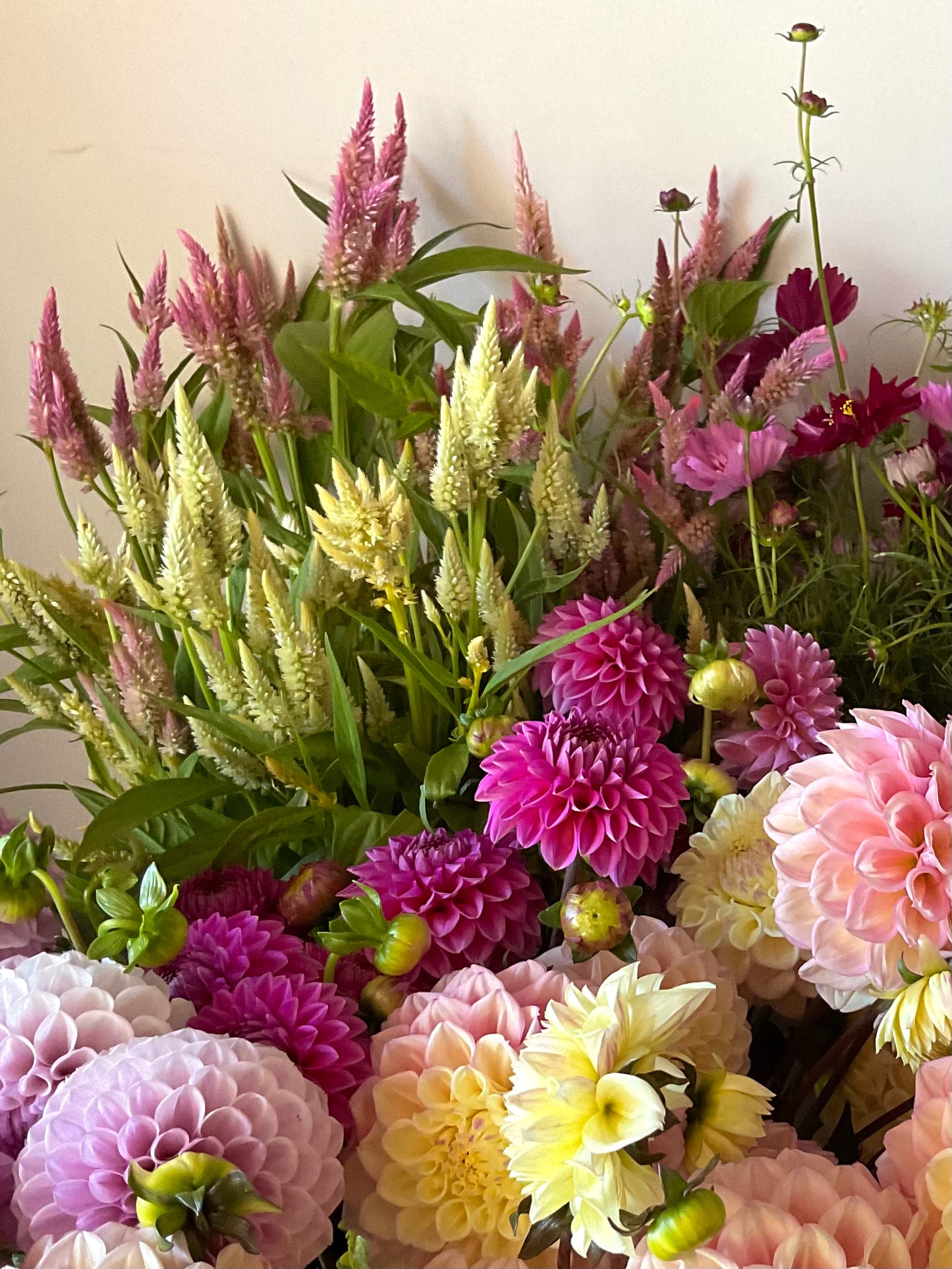 Celosia Mix - OMG Selection - (100x seeds)