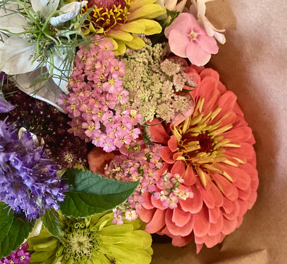 Zinnia 'Benary's Giant Salmon Rose' - (30x seeds)