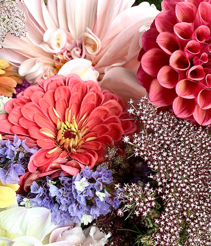 Zinnia 'Benary's Giant Salmon Rose' - (30x seeds)