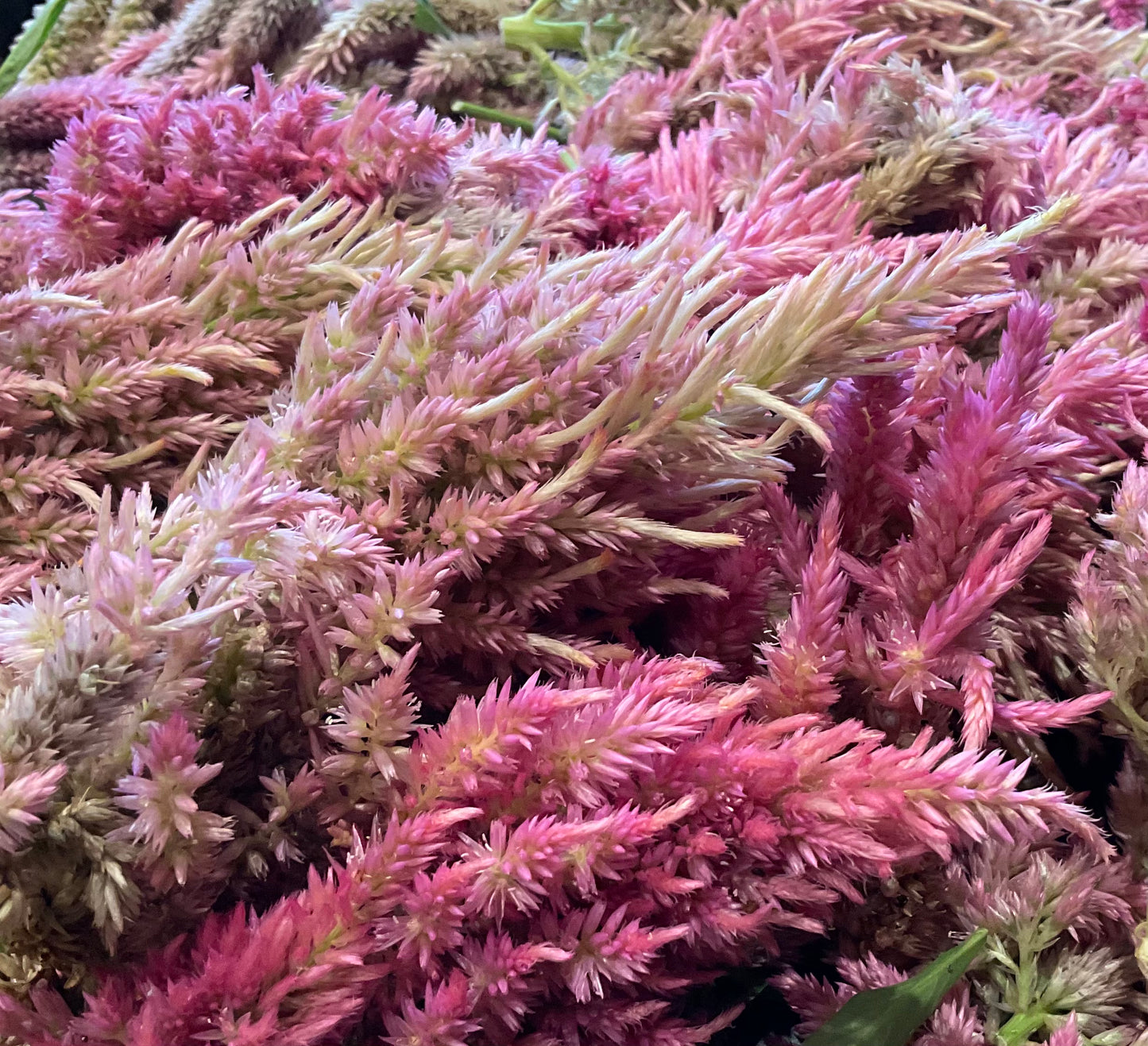 Celosia Mix - OMG Selection - (100x seeds)