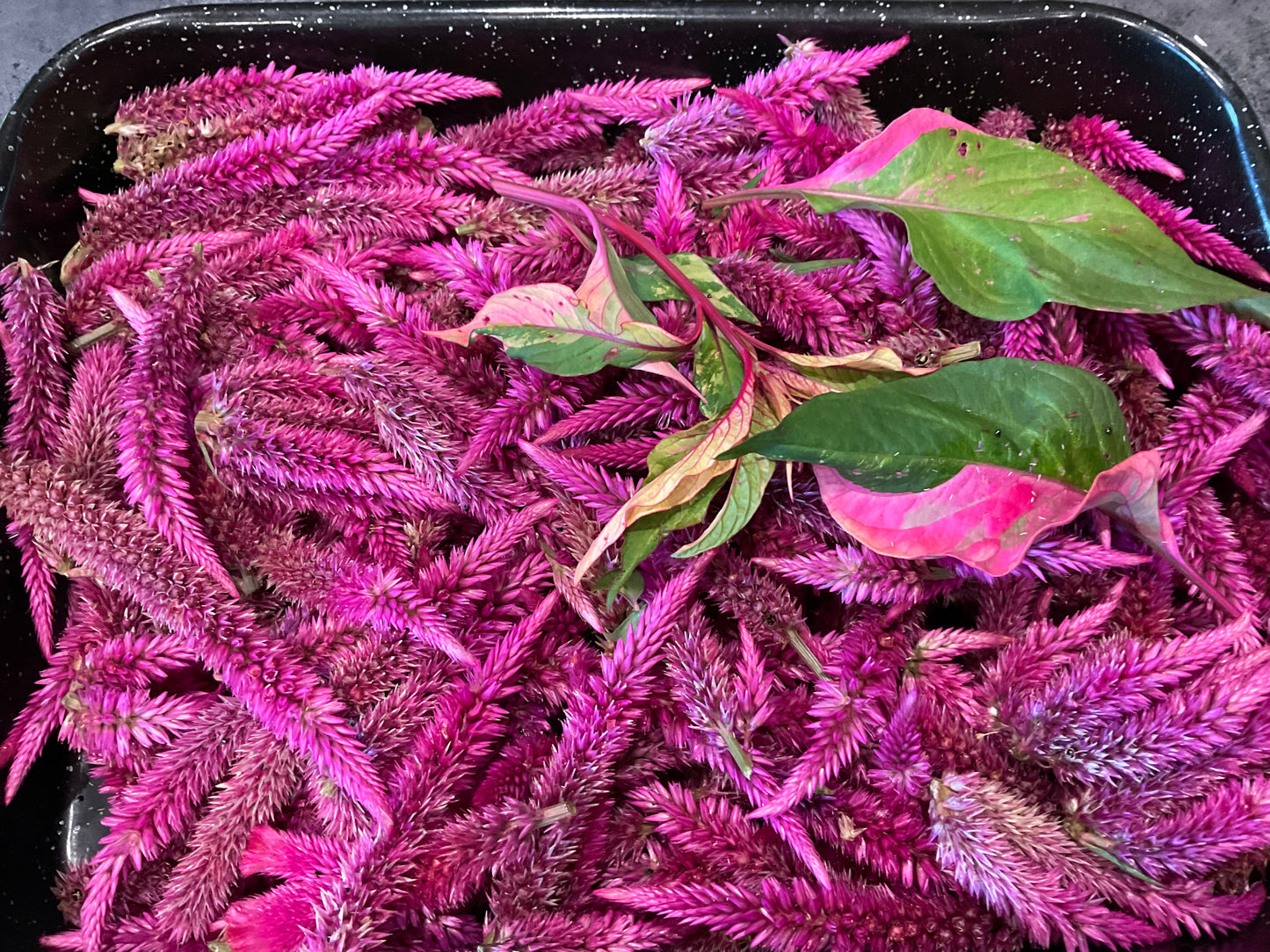 Celosia Mix - OMG Selection - (100x seeds)