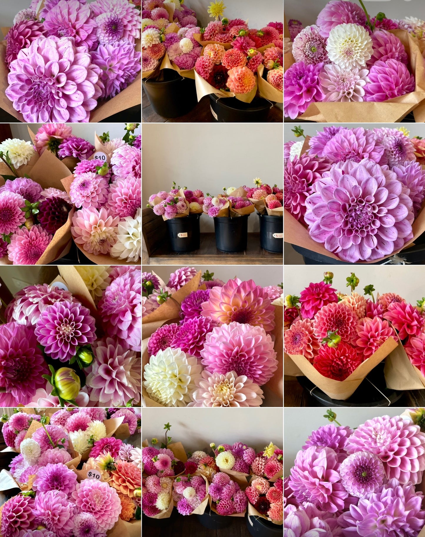 Dahlia Seeds - OMG Mystery Mix - (10x seeds)