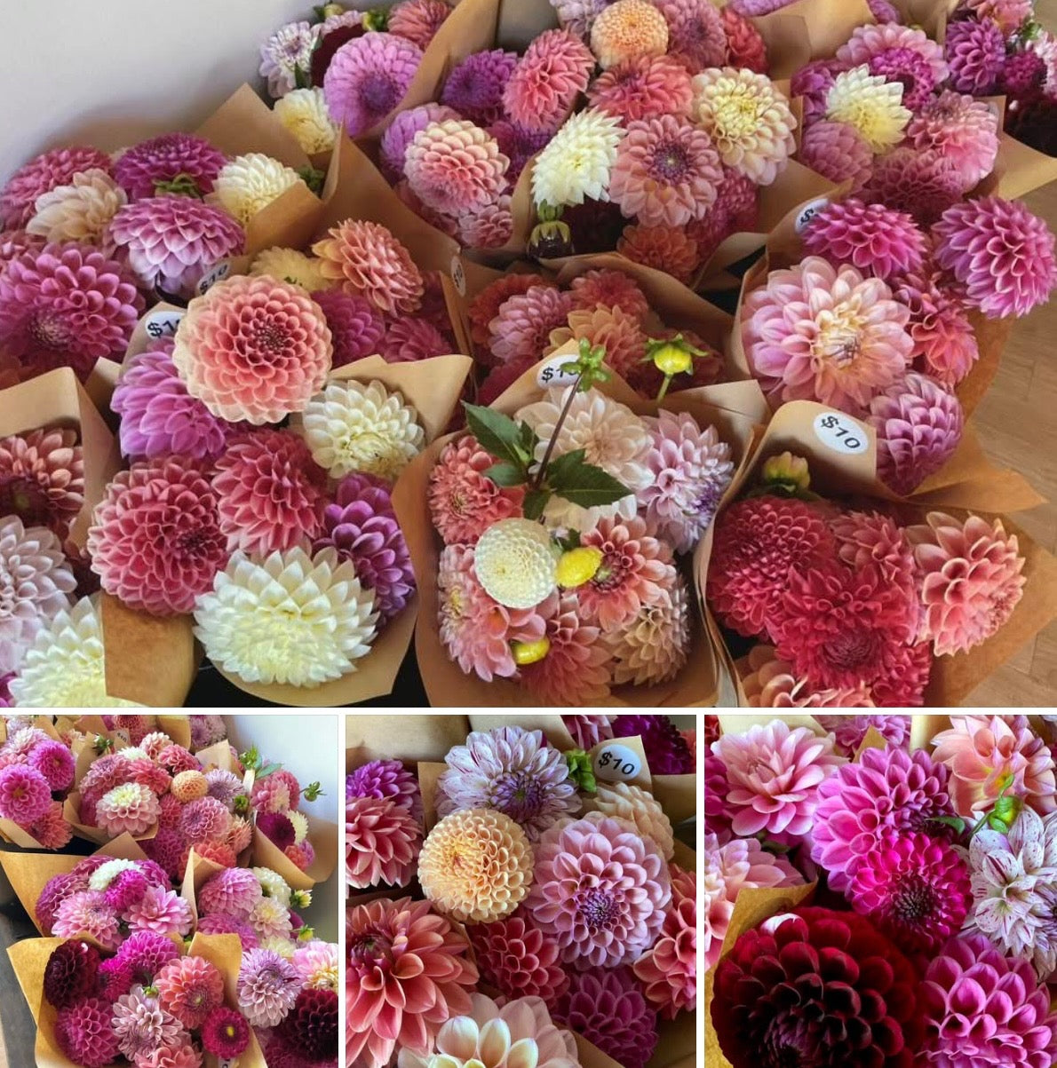 Dahlia Seeds - OMG Mystery Mix - (10x seeds)