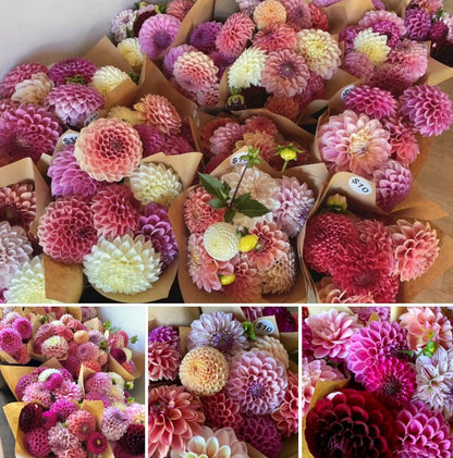 Dahlia Seeds - OMG Mystery Mix - (10x seeds)