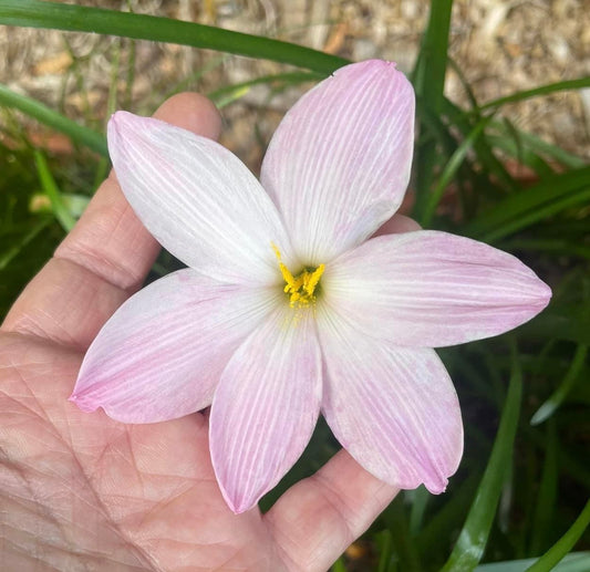 Zephyranthes ‘El Cielo’ × ‘Big Dude’ - (3x Bulbs)