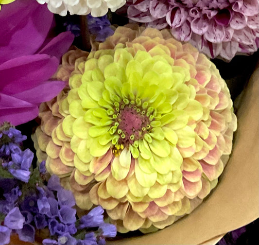 Zinnia Queen Lime Blotch lime green blush antique rose bloom close up Australia