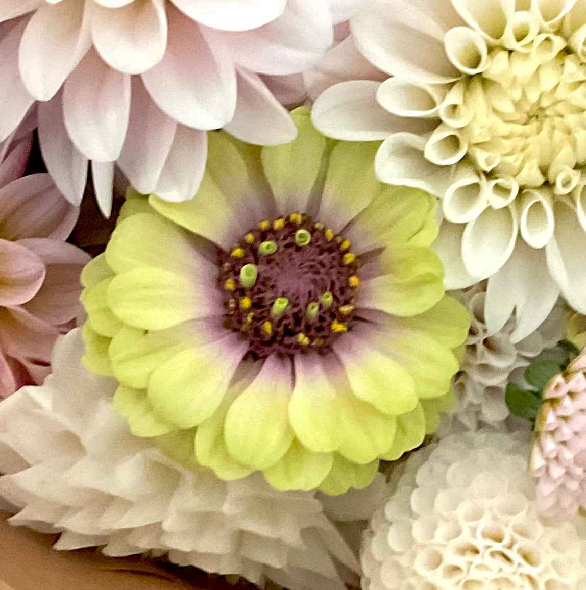 Zinnia 'Queen Lime Blotch' - (20x seeds)
