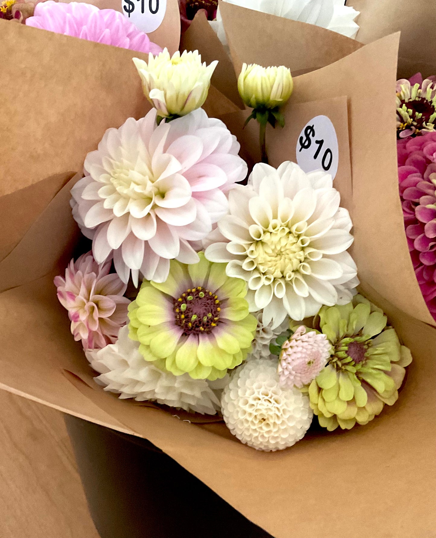 Zinnia 'Queen Lime Blotch' - (20x seeds)