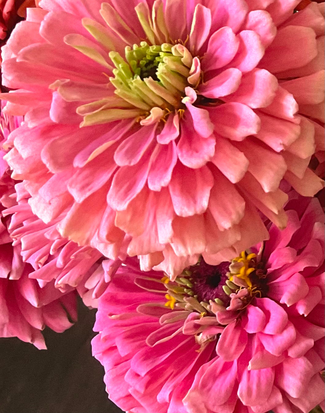Zinnia Benary's Giant Bright Pink bloom close up Australia, Qld, Our Mountain Garden