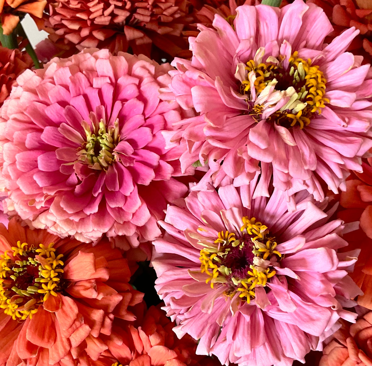 Zinnia 'Benary's Giant Bright Pink' - (30x seeds)